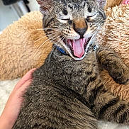 Miso is registered to the contest to win money with this photo: tabby_cat, cat, pet, yawning, feline, fur, whiskers, paw, collar, hand, blanket, cozy, indoor, fluffy, resting, cute, animal, sleepy, domestic_cat, comfort