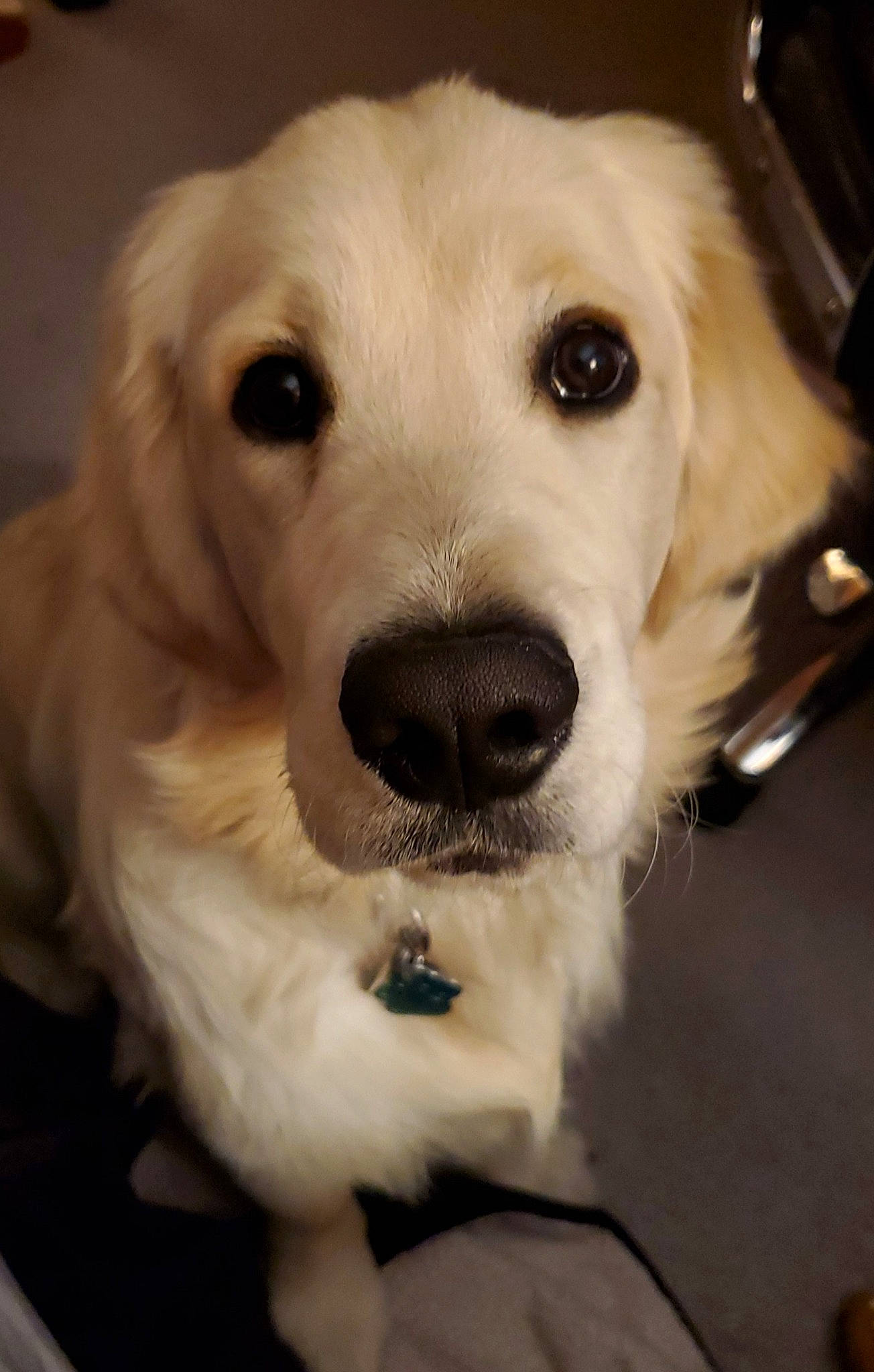 Sherman joined the competition — help win amazing prizes! beagador, canidae, carnivore, companion_dog, dog, dog_breed, fawn, fur, golden_retriever, labrador_retriever, mammal, nose, puppy, rare_breed_dog, retriever, small_greek_domestic_dog, snout, sporting_group, vertebrate, whiskers