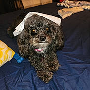 Kasey joined the competition — help win amazing prizes! dog, bed, blue_bedspread, curly_fur, black_dog, pink_collar, white_cloth, toy, pillow, socks, indoor, pet, lying_down, cute, animal, domestic_animal, fur, collar, resting, cozy