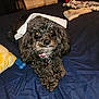 dog, bed, blue_bedspread, curly_fur, black_dog, pink_collar, white_cloth, toy, pillow, socks, indoor, pet, lying_down, cute, animal, domestic_animal, fur, collar, resting, cozy