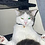 cat, pet, animal, white_fur, gray_fur, indoor, collar, bell, paw, relaxed, closeup, face, whiskers, ears, pink_nose, feline, cute, sitting, flash, portrait