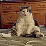 cat, pet, indoor, bed, furniture, dressed_wood, relaxed, sitting, white_and_gray, furry, paw, animal, cute, portrait, looking, home, cozy, fur, whiskers, sleepy