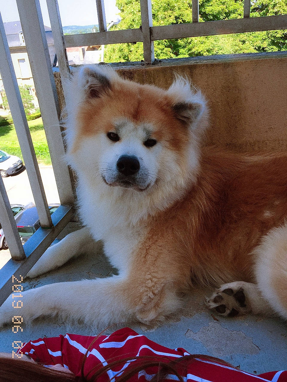 Nelio a rejoint le concours — aidez-le/la à gagner de superbes lots ! akita, akita_inu, ancient_dog_breeds, canadian_eskimo_dog, canidae, carnivore, companion_dog, dog, dog_breed, eurasier, fawn, finnish_spitz, mammal, non_sporting_group, rare_breed_dog, shiba_inu, shikoku, spitz, sporting_group, vertebrate