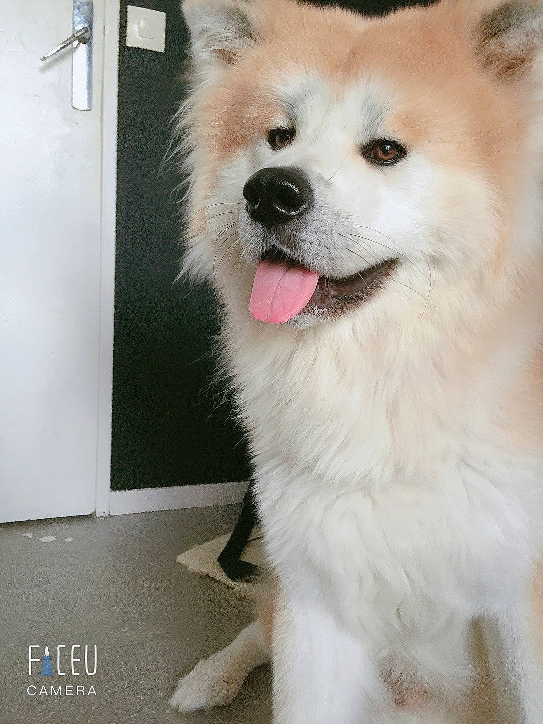 Nelio a rejoint le concours — aidez-le/la à gagner de superbes lots ! akita, akita_inu, ancient_dog_breeds, canadian_eskimo_dog, canidae, carnivore, companion_dog, dog, dog_breed, german_spitz_mittel, indian_spitz, japanese_spitz, kintamani, mammal, non_sporting_group, rare_breed_dog, samoyed, spitz, vertebrate, volpino_italiano