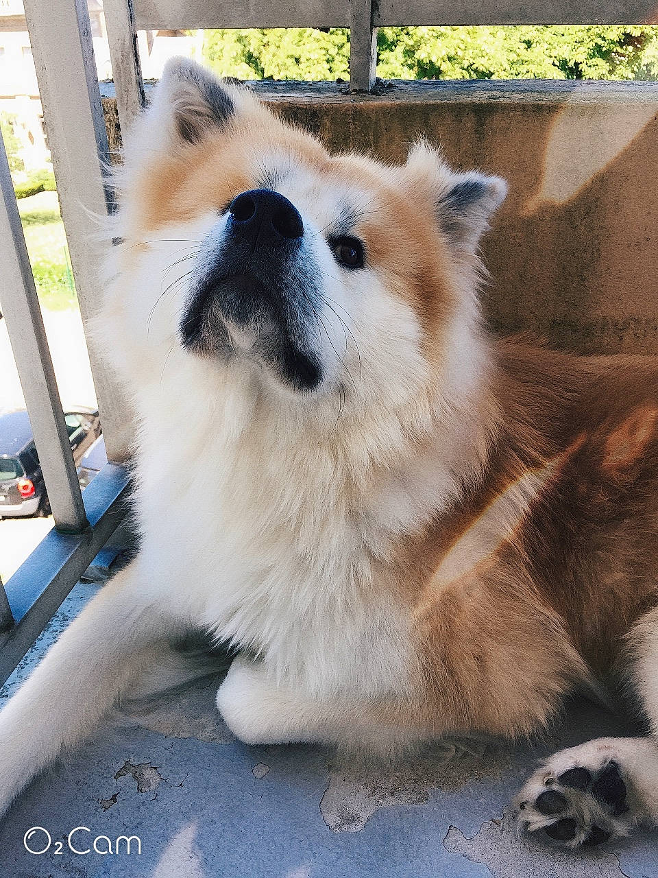 Nelio a rejoint le concours — aidez-le/la à gagner de superbes lots ! akita, ancient_dog_breeds, canidae, carnivore, companion_dog, dog, dog_breed, elo, eurasier, fawn, mammal, non_sporting_group, pembroke_welsh_corgi, pomeranian, rare_breed_dog, snout, spitz, sporting_group, vertebrate, volpino_italiano