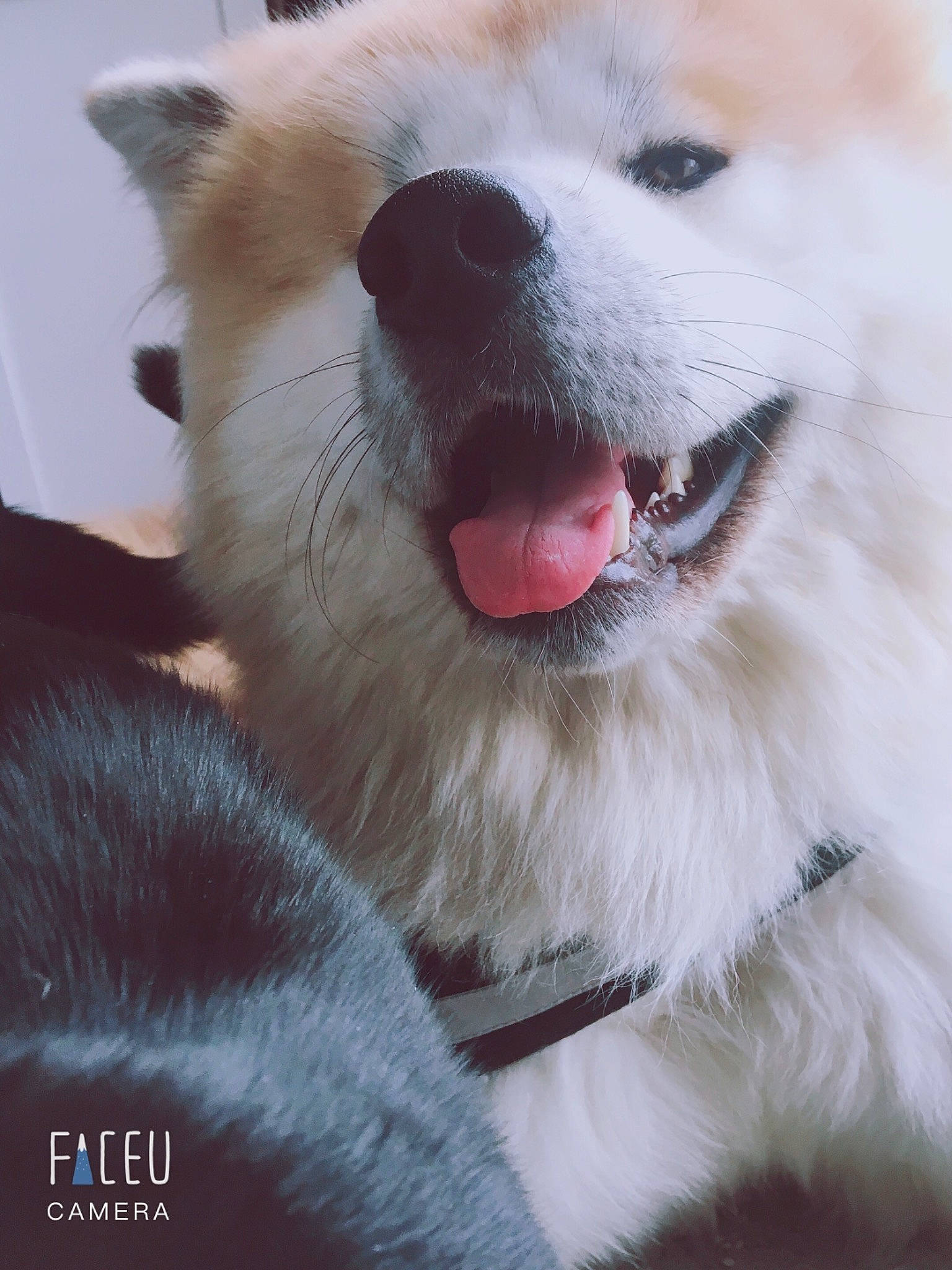 Nelio participe au concours pour gagner de l'argent avec cette photo : akita, akita_inu, canidae, carnivore, close_up, dog, dog_breed, eye, japanese_spitz, kintamani, kishu, korean_jindo_dog, mammal, mouth, non_sporting_group, nose, samoyed, shiba_inu, snout, vertebrate