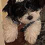 Bella is registered to the contest to win money with this photo: puppy, dog, tiara, black_and_white, fluffy, cute, pet, indoor, hand, person, casual, adorable, fur, animal, portrait, young_dog, accessory, cuddly, small_dog, domestic_animal