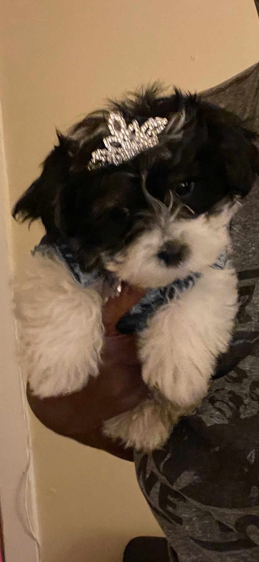 Bella