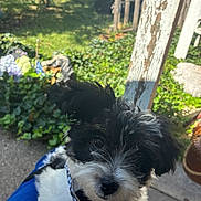 Bella is registered to the contest to win money with this photo: puppy, dog, black_and_white, pet, outdoor, grass, garden, collar, curious, ear_flop, close_up, young_dog, nature, sunlight, person_lap, concrete, plants, greenery, cute, animal