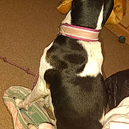 Victoria joined the competition — help win amazing prizes! dog, pet, indoor, blanket, collar, carpet, furniture, drawer, wooden_furniture, floor, home, animal, tricolor, canine, sitting, relaxed, back_view, comfort, domestic, leash