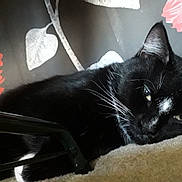 Chase joined the competition — help win amazing prizes! black, black_cat, bombay, cat, cat_like_mammal, domestic_short_haired_cat, fur, kitten, mammal, small_to_medium_sized_cats, snout, whiskers, window