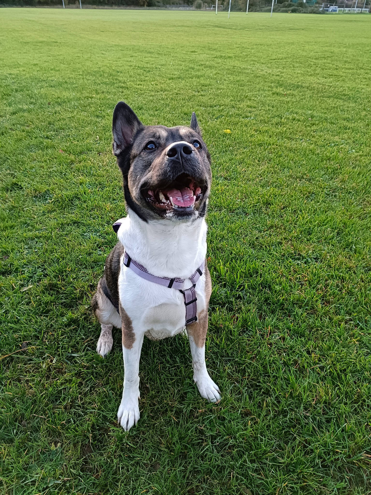 Bella is registered to the contest to win money with this photo: canidae, carnivore, collar, companion_dog, dog, dog_breed, dog_collar, electric_blue, fashion_accessory, fawn, grass, leash, molosser, plant, snout, sporting_group, tail, whiskers, working_animal, working_dog