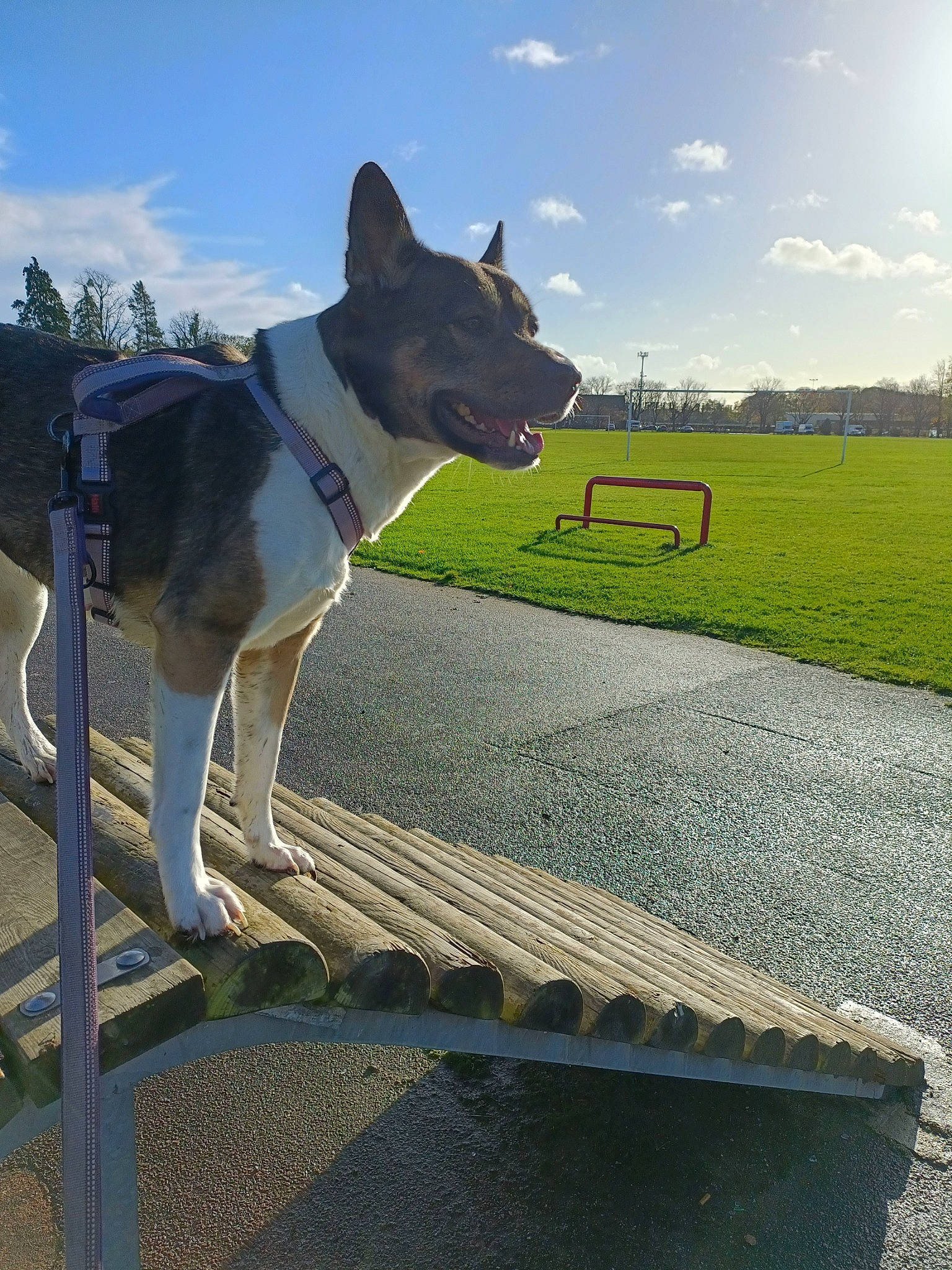 Bella joined the competition — help win amazing prizes! canidae, carnivore, cloud, collar, companion_dog, dog, dog_breed, dog_collar, dog_supply, fawn, grass, pet_supply, plant, road_surface, shadow, sky, snout, sporting_group, tree, working_animal