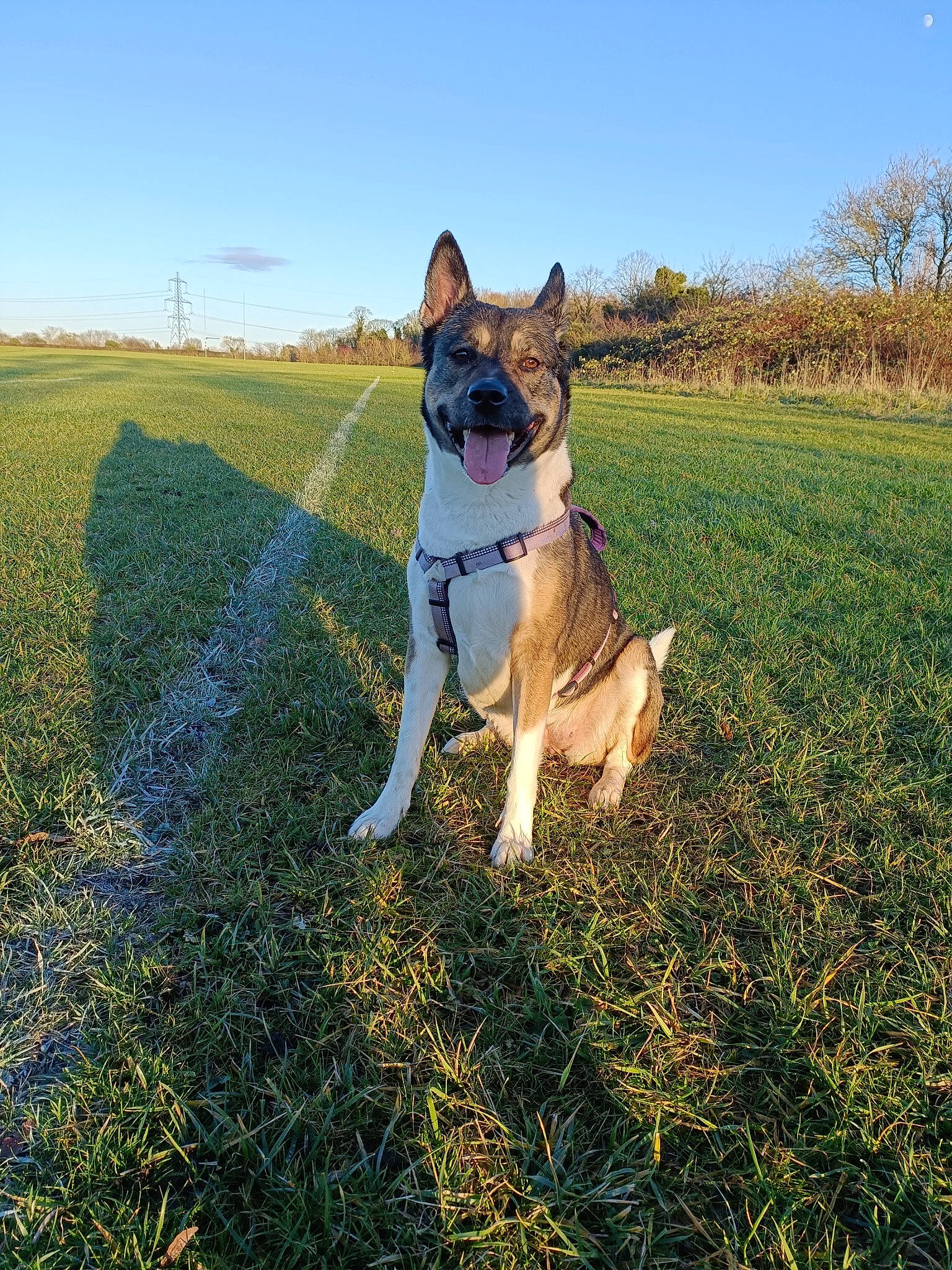 Bella is registered to the contest to win money with this photo: canidae, carnivore, collar, companion_dog, dog, dog_breed, dog_collar, fawn, grass, grassland, happy, pasture, people_in_nature, pet_supply, plant, prairie, sky, sporting_group, tail, tree