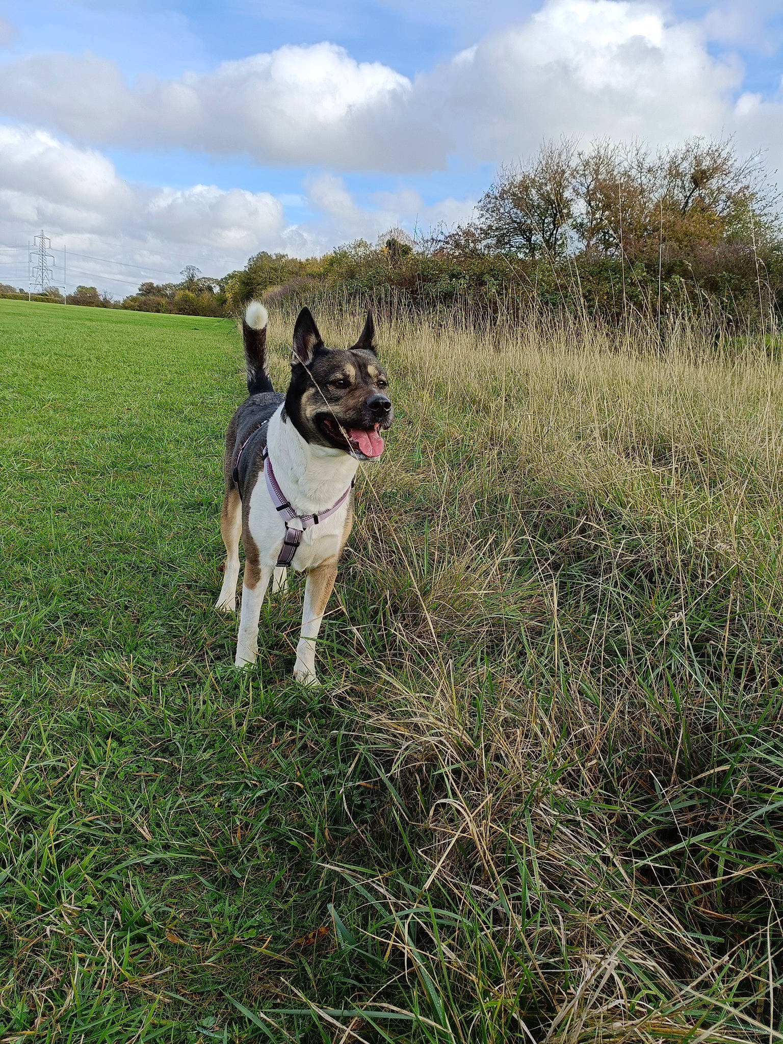 Bella is registered to the contest to win money with this photo: canidae, carnivore, cloud, collar, companion_dog, dog, dog_breed, dog_collar, fawn, grass, grassland, leash, pasture, plant, prairie, recreation, sky, tail, tree, working_animal