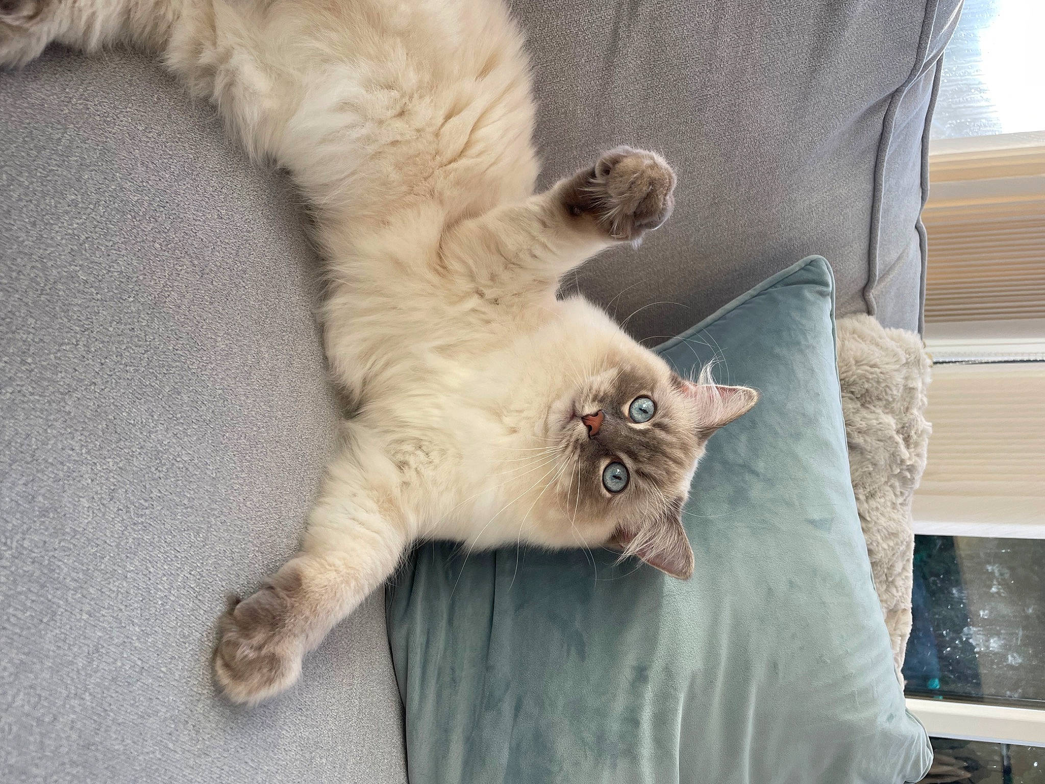 Lila is registered to the contest to win money with this photo: canidae, carnivore, cat, claw, comfort, companion_dog, couch, dog_breed, domestic_short_haired_cat, fawn, felidae, fur, hardwood, paw, small_to_medium_sized_cats, snout, tail, terrestrial_animal, whiskers, wood