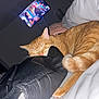 bag, bed, blanket, cat, close_up, cozy, flash, fur, ginger_cat, indoor, napping, night, pet, pillow, purse, relaxing, sleeping, tail, television, tv_screen
