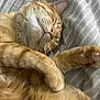 bed, bedding, cat, close_up, cozy, cute, domestic_cat, fur, ginger_cat, indoor, nap, orange_tabby, paw, pet, pink_nose, portrait, relaxed, sleeping, striped_sheet, whiskers