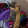 bed, blanket, cat, cats, comforter, cozy, cuddling, fur, gray_tabby, hugging, indoor, orange_tabby, paw, pet, rainbow_colors, sleeping, striped_pattern, tabby, tail, whiskers