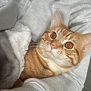 Simba is registered to the contest to win money with this photo: cat, ginger_cat, orange_tabby, tabby, feline, pet, cozy, blanket, blanket_texture, hoodie, human_arm, whiskers, big_eyes, close_up, portrait, indoor, fur, ears, looking_up, domestic_cat