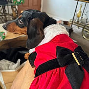 Precious joined the competition — help win amazing prizes! black_bow, close_up, costume, dachshund, dog, door, ears, festive, fur, furniture, holiday, human_leg, indoor, lap, living_room, pet, red_dress, santa_dress, side_profile, wrapped_gift