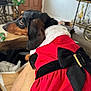black_bow, close_up, costume, dachshund, dog, door, ears, festive, fur, furniture, holiday, human_leg, indoor, lap, living_room, pet, red_dress, santa_dress, side_profile, wrapped_gift