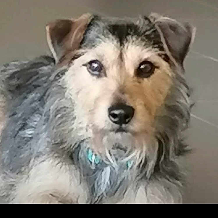 Lucky a rejoint le concours — aidez-le/la à gagner de superbes lots ! airedale, animal, ball, canine, collie, dog, football, gray, hound, husky, pet, puppy, snout, soccer, soccerball, sport, tennis, tennisball, terrier, whitedog