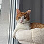 Guillaume participe au concours pour gagner de l'argent avec cette photo : cat, orange_and_white_cat, cat_perch, window, indoor, relaxed, pet, feline, animal, cozy, soft_light, fur, looking_at_camera, calm, home, resting, whiskers, ears, pink_nose, paw