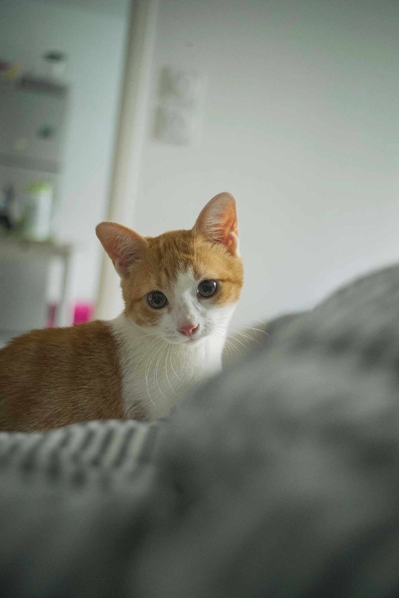 Guillaume participe au concours pour gagner de l'argent avec cette photo : cat, orange_cat, white_cat, indoor, curious, pet, animal, feline, whiskers, ears, closeup, soft_focus, blurred_foreground, home, cozy, domestic, cute, small, looking, young_cat