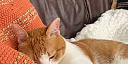 Guillaume participe au concours pour gagner de l'argent avec cette photo : cat, orange_cat, white_cat, sleeping, pillow, orange_pillow, brown_leather_couch, blanket, white_blanket, indoor, relaxing, feline, pet, home, cozy, resting, fur, whiskers, ears, animal
