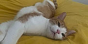 Guillaume participe au concours pour gagner de l'argent avec cette photo : animal, bed, cat, cozy, cute, domestic_animal, feline, fur, home, indoor, pet, pink_nose, relaxed, resting, sleep, sleepy, stretching, whiskers, wooden_headboard, yellow_bedspread