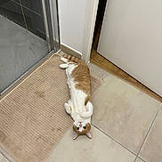 Guillaume participe au concours pour gagner de l'argent avec cette photo : cat, orange_cat, white_cat, pet, indoor, bath_mat, tiled_floor, door, flooring, looking_up, lying_down, curious, cute, animal, feline, domestic_cat, resting, playful, home, cozy