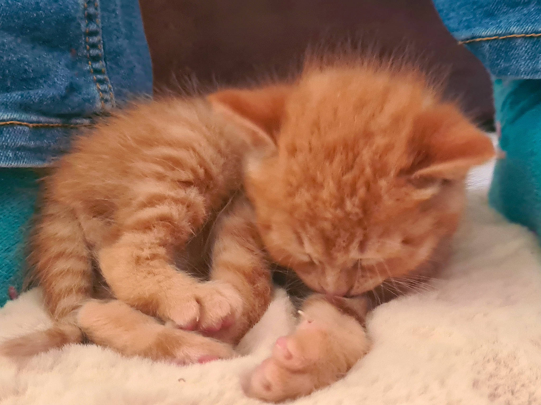 Simba participe au concours pour gagner de l'argent avec cette photo : bed, carnivore, cat, cat_bed, cat_supply, claw, comfort, domestic_short_haired_cat, fawn, felidae, fur, nap, paw, sleep, small_to_medium_sized_cats, snout, tail, whiskers