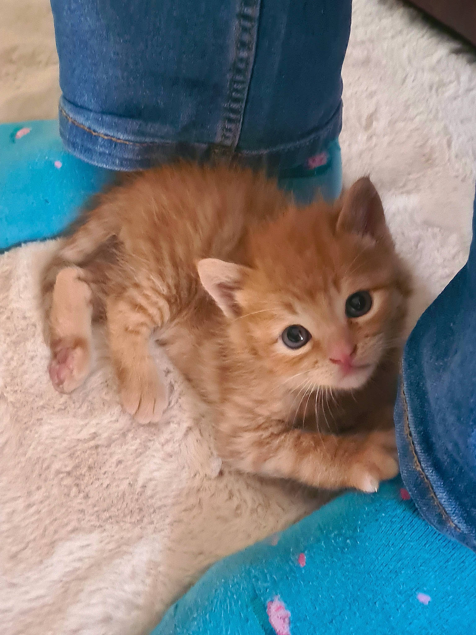 Simba a rejoint le concours — aidez-le/la à gagner de superbes lots ! blue, carnivore, cat, claw, comfort, domestic_short_haired_cat, electric_blue, fawn, felidae, flooring, fur, human_leg, paw, sand, sitting, small_to_medium_sized_cats, snout, tail, whiskers, wood