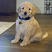 Jeano is registered to the contest to win money with this photo: puppy, dog, indoor, wooden_floor, collar, pet, cute, young_dog, sitting, fur, animal, cabinet, crate, curious, calm, light, floor, domestic_animal, pet_tag, home