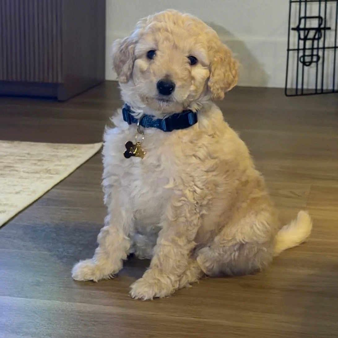 Jeano is registered to the contest to win money with this photo: puppy, dog, indoor, wooden_floor, collar, pet, cute, young_dog, sitting, fur, animal, cabinet, crate, curious, calm, light, floor, domestic_animal, pet_tag, home
