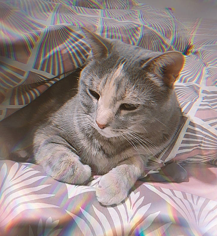 Pastel a rejoint le concours — aidez-le/la à gagner de superbes lots ! carnivore, cat, comfort, domestic_short_haired_cat, felidae, fur, linens, small_to_medium_sized_cats, snout, terrestrial_animal, whiskers