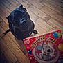 dog, black_dog, wooden_floor, birthday_cake, box, balloons, cartoon_dog, curious, pet, indoor, flooring, celebration, hand, colorful, animal, looking_up, toy, party, cute, canine