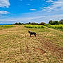dog, black_dog, grass, field, outdoor, nature, sky, clouds, blue_sky, bushes, trees, animal, pet, landscape, sunny, daytime, tongue_out, happy, open_space, scenery