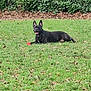 dog, black_dog, grass, field, red_ball, outdoor, pet, animal, happy, playful, ears, collar, nature, greenery, leaves, park, resting, canine, daytime, fur