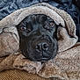 dog, black_dog, blanket, cozy, soft_texture, snuggle, brown_eyes, fur, nose, pet, indoors, comfort, relaxation, closeup, face, wrapped, warmth, animal, couch, resting