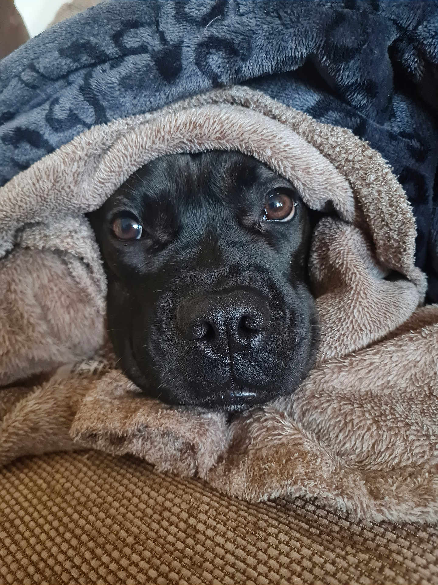 Tiger Lily joined the competition — help win amazing prizes! dog, black_dog, blanket, cozy, soft_texture, snuggle, brown_eyes, fur, nose, pet, indoors, comfort, relaxation, closeup, face, wrapped, warmth, animal, couch, resting