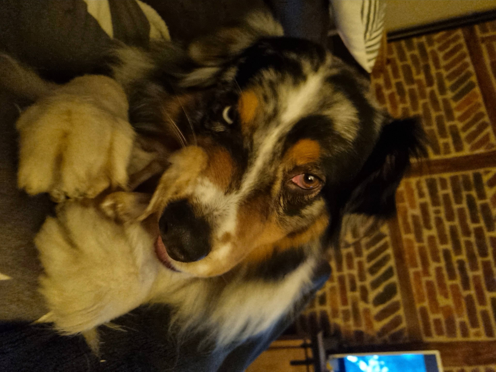 Sharko participe au concours pour gagner de l'argent avec cette photo : bernese_mountain_dog, border_collie, canidae, carnivore, companion_dog, dog, dog_breed, door, flooring, fur, guard_dog, herding_dog, miniature_australian_shepherd, snout, sporting_group, terrestrial_animal, texas_heeler, whiskers, window, working_dog