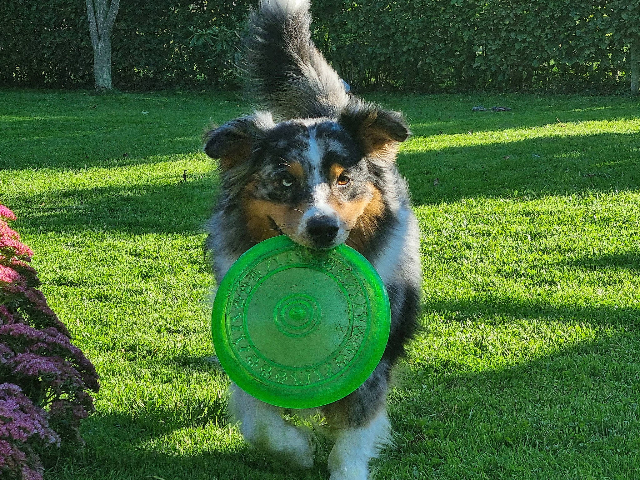 Sharko a rejoint le concours — aidez-le/la à gagner de superbes lots ! canidae, carnivore, companion_dog, dog, dog_breed, dog_sports, dog_supply, fun, grass, grass_family, groundcover, happy, herding_dog, lawn, people_in_nature, plant, recreation, rough_collie, sporting_group, working_dog