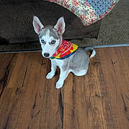 Iris is registered to the contest to win money with this photo: bandana, blanket, blue_eyes, canine, colorful, couch, cozy, dog, domestic_animal, ears, fur, husky, indoor, looking_up, pet, puppy, sitting, tail, wooden_floor, young_dog