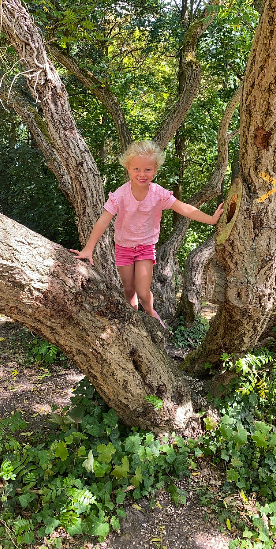 Phybie participe au concours pour gagner de l'argent avec cette photo : branch, forest, joy, jungle, old_growth_forest, person, plant, tree, trunk, valdivian_temperate_rain_forest, woodland, woody_plant