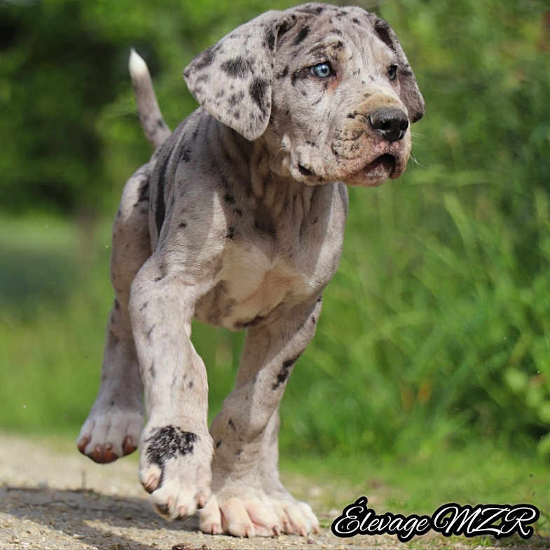 Bayki a rejoint le concours — aidez-le/la à gagner de superbes lots ! dog, puppy, great_dane, canine, animal, outdoor, grass, greenery, path, standing, walking, floppy_ears, spotted_coat, large_breed, paws, tail, portrait, nature, pet, photograph