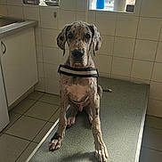 Bayki a rejoint le concours — aidez-le/la à gagner de superbes lots ! dog, great_dane, large_dog, canine, pet, portrait, sitting, grooming_table, bathroom, indoor, tiled_wall, window, bottles, harness, blue_merle, floppy_ears, long_legs, paws, serious_expression, photography