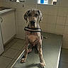 dog, great_dane, large_dog, canine, pet, portrait, sitting, grooming_table, bathroom, indoor, tiled_wall, window, bottles, harness, blue_merle, floppy_ears, long_legs, paws, serious_expression, photography
