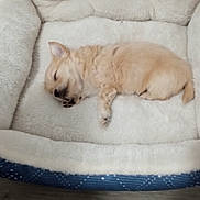 Pooh Bear is registered to the contest to win money with this photo: puppy, dog, sleeping, bed, plush_bed, cozy, fluffy, indoor, floor, resting, cute, small_dog, canine, pet, animal, peaceful, comfort, nap, fur, domestic